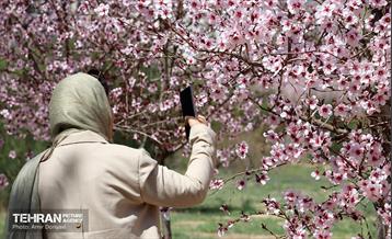 شکوفه‌های بهاری در بوستان سمن‌ها 9