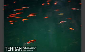 بوستان جمشیدیه (باغ سنگی جمشیدیه) 43