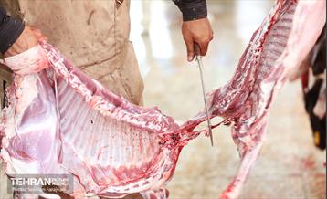 مرکز عرضه دام بهداشتی به مناسبت عید قربان 13