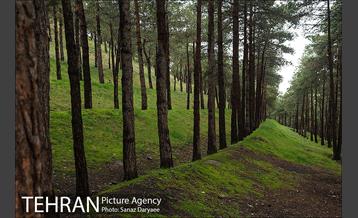 طبیعت بهاری پارک جنگلی لویزان‎  20