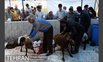 مراکز عرضه بهداشتی دام زنده 4