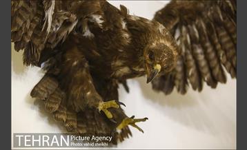 موزه طبیعت و حیات وحش دارآباد 11