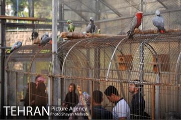 باغ پرندگان تهران 30