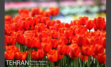 باغ گل لاله های ایرانی در بوستان آبشار تهران‎ 15