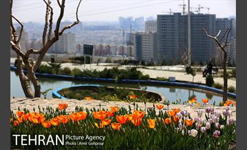 باغ گل لاله های ایرانی در بوستان آبشار تهران‎ 13