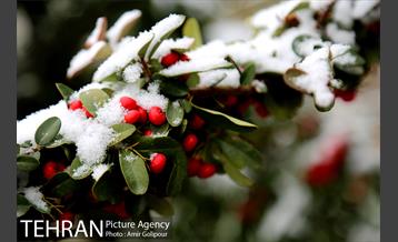 بارش پاییزی برف در ارتفاعات بوستان کوهستانی آبشار تهران‎ 38