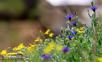 هوای بهاری منطقه 22 37