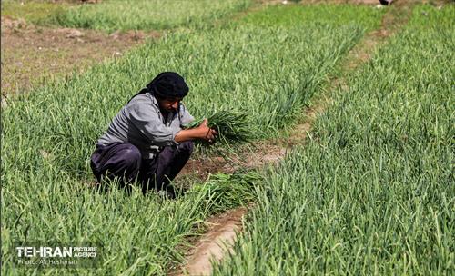 نخستین جشنواره سبزی در منطقه 18 16