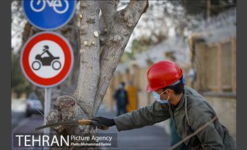 آغاز فصل هرس درختان- 3