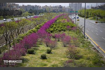 هوای بهاری منطقه 5 31
