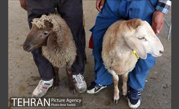 مراکز عرضه بهداشتی دام زنده 16