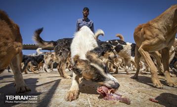 مهربانی با سگ های بدون صاحب 22