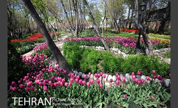 رویش گل های لاله در باغ ایرانی 14
