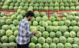 تور رسانه‌ای بازدید از بازارهای میوه و تره‌بار 18