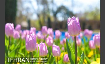رویش لاله ها در پارک شهر 30