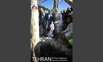احیای درختان خیابان  ولیعصر( عج) با حضور شهردار تهران