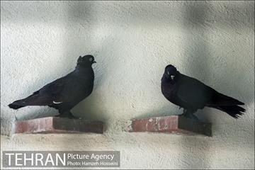 باغ پرندگان تهران 33