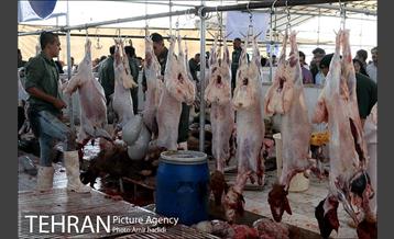 مراکز عرضه بهداشتی دام زنده 22