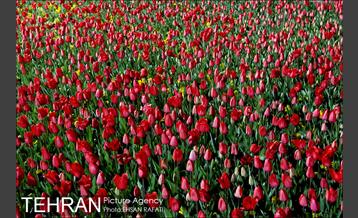 شب عید با شهردار شب تهران 25