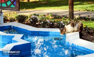 سمفونی رنگ های پاییزی - بوستان اندیشه 19