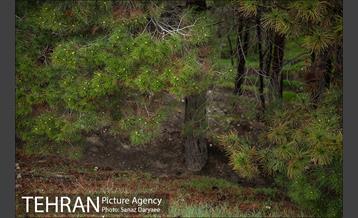 طبیعت بهاری پارک جنگلی لویزان‎  7