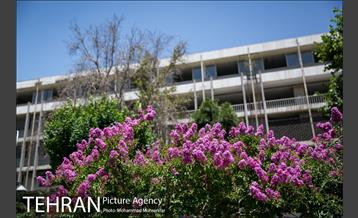 گل های توری 16