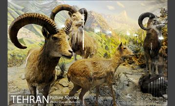 موزه حیات وحش هفت چنار 37