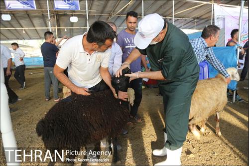 عرضه دام زنده در منطقه 19 شهرداری تهران 3