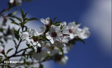 و اینک بهار 9