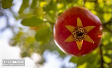 یـاقوت سرخ  12