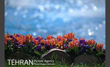 رویش گل های لاله در پارک شهر 23