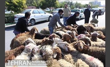 بازار فروش دام در محله طرشت به مناسبت عید قربان 18