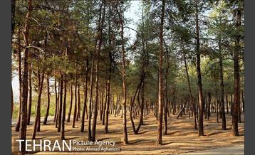 پارک جنگلی چیتگر 22