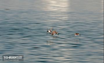 کوچ پرندگان مهاجر به دریاچه شهدای خلیج‌فارس 41