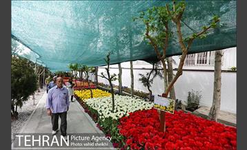 پیاده راه لاله برای مادران 31