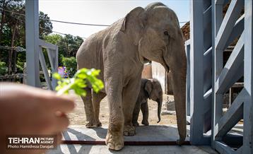 «مایسا» یکساله شد 12