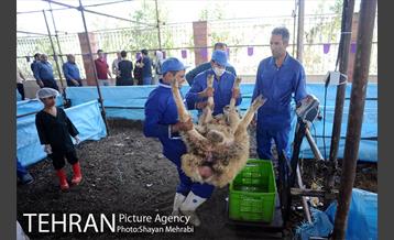 بازدید معاونین شهردار از جایگاه های عرضه دام زنده 44