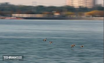 کوچ پرندگان مهاجر به دریاچه شهدای خلیج‌فارس 40