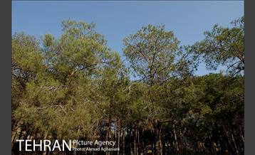 پارک جنگلی چیتگر 12