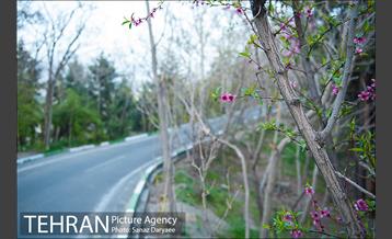 طبیعت بهاری پارک جنگلی لویزان‎  27