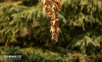 گذرگاه های پاییزی پایتخت - پارک ملت  15