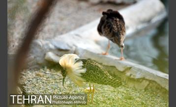 باغ پرندگان تهران 32