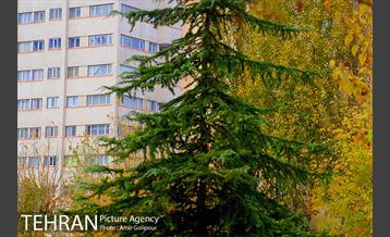 بوستان پارسیان 8