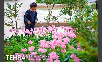 روش گل های لاله در باغ ایرانی 8