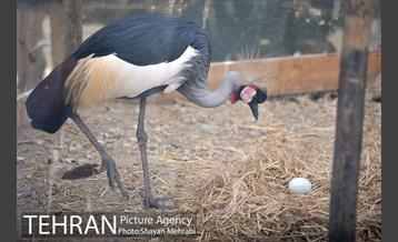 باغ پرندگان تهران 20