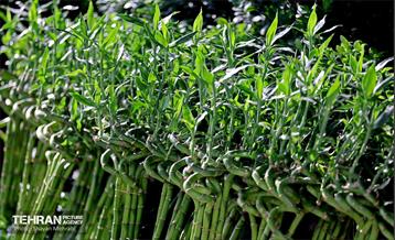 بیستمین نمایشگاه بین‌المللی گل و گیاه 59