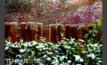 بارش پاییزی برف در ارتفاعات بوستان کوهستانی آبشار تهران‎ 10