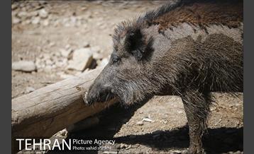 باغ وحش ارم 12