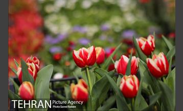 بازار گل و گیاه غرب تهران در آستانه نوروز 23