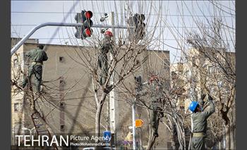 آغاز فصل هرس درختان- 3